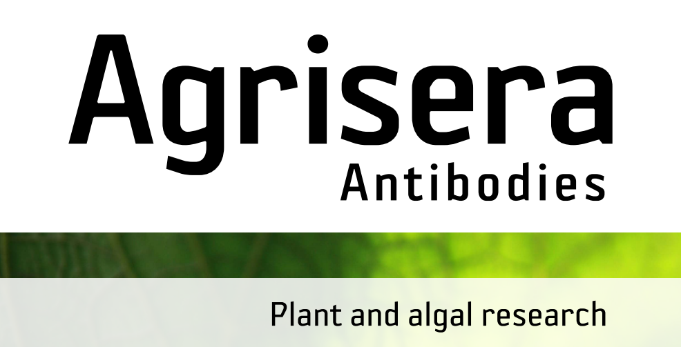 Agrisera MicroRNA相關(guān)研究植物蛋白抗體火熱促銷中！